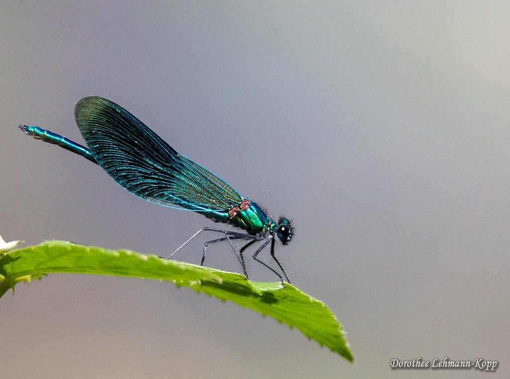 Gebaenderte Prachtlibelle