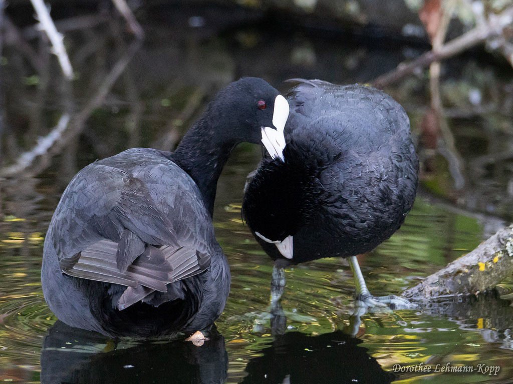 Blaessralle