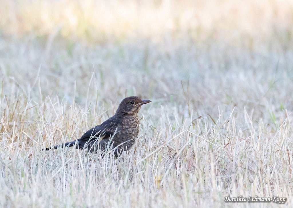 Amsel juv