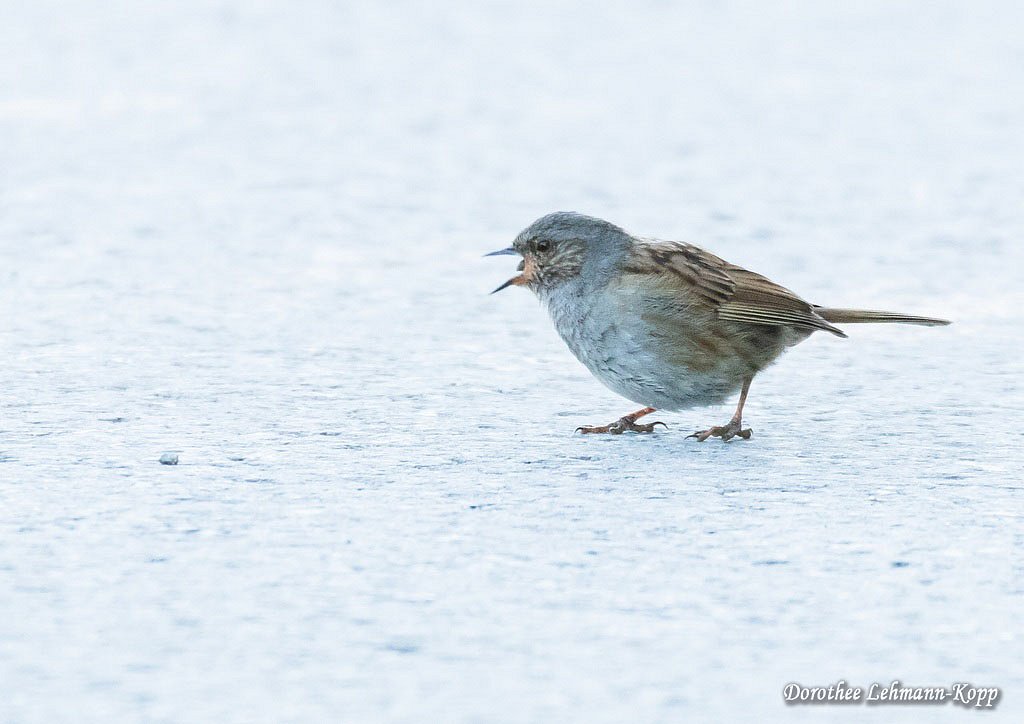 Heckenbraunelle juv, Belegbild