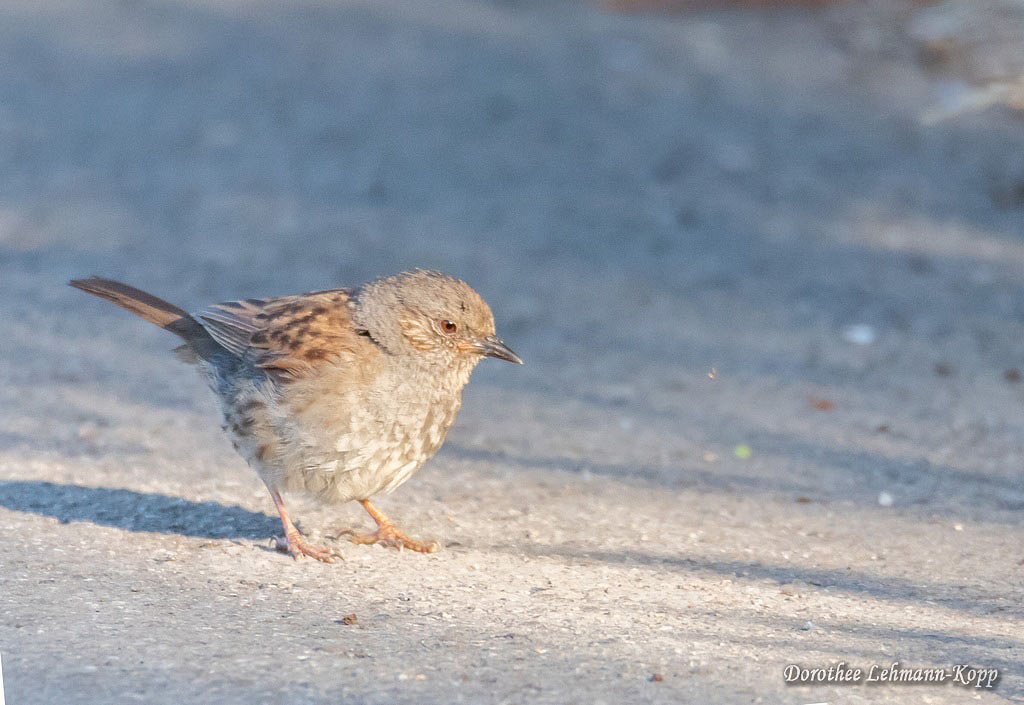 Heckenbraunelle juv