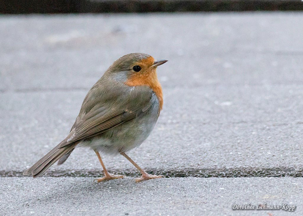 Rotkehlchen