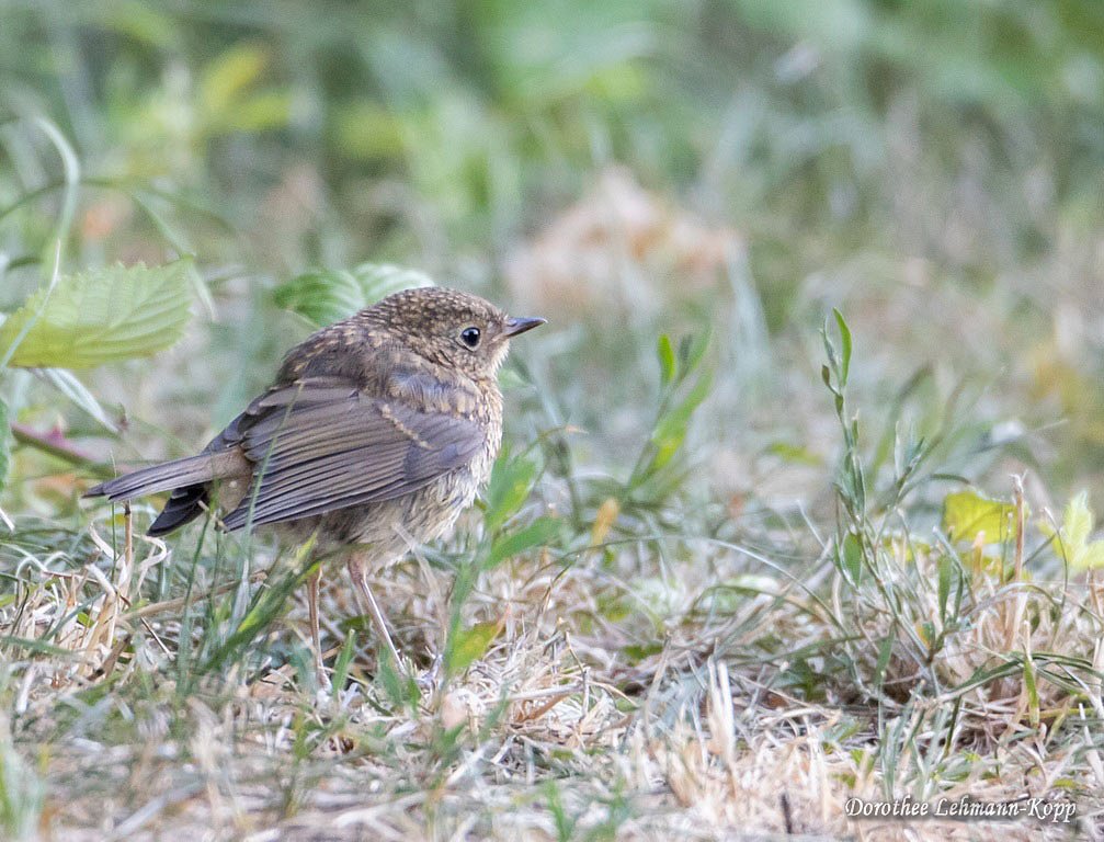 Rotkehlchen