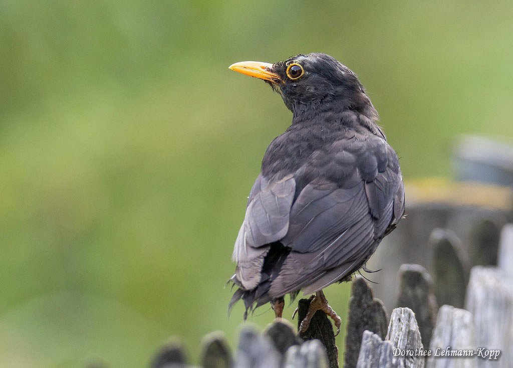 Amsel