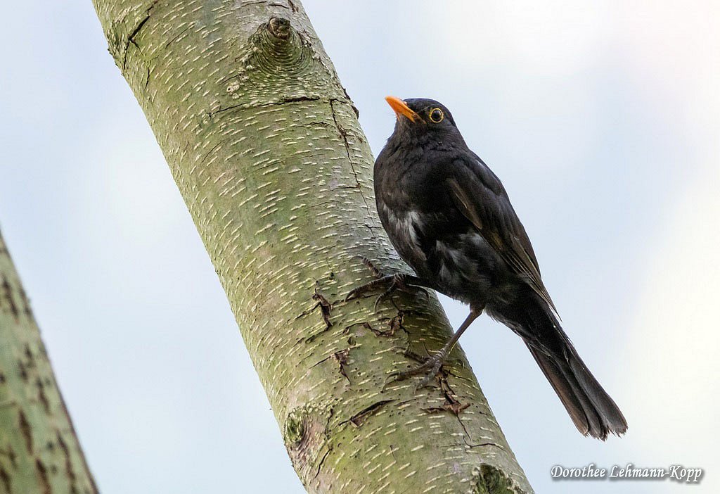 Amsel