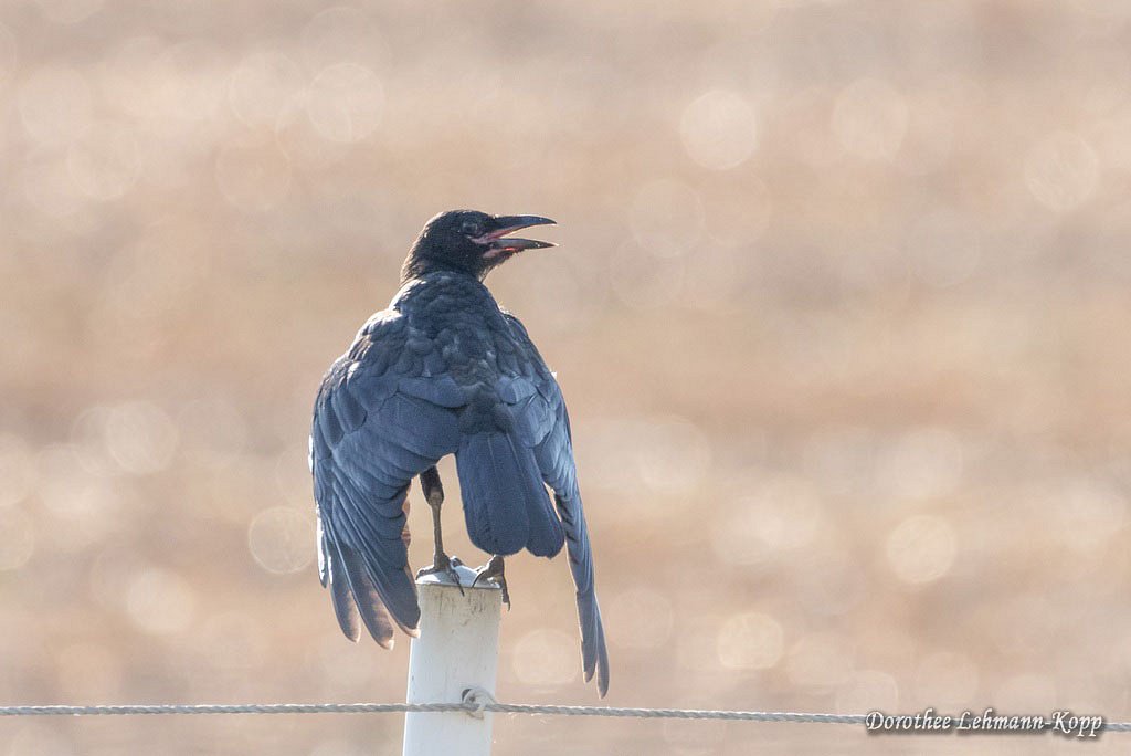Corviden