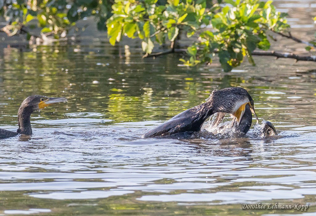 Kormoran