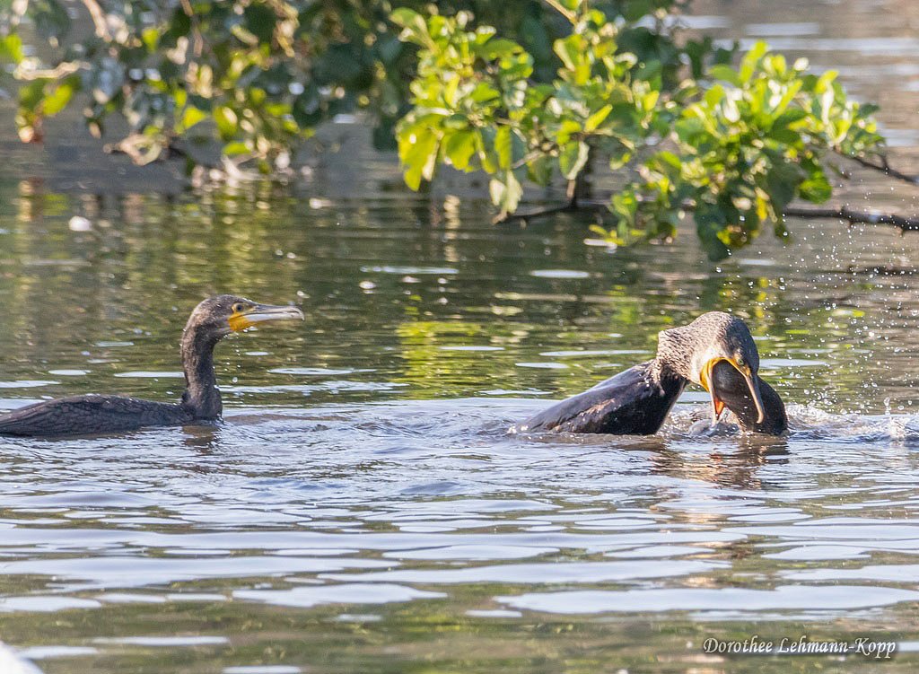 Kormoran