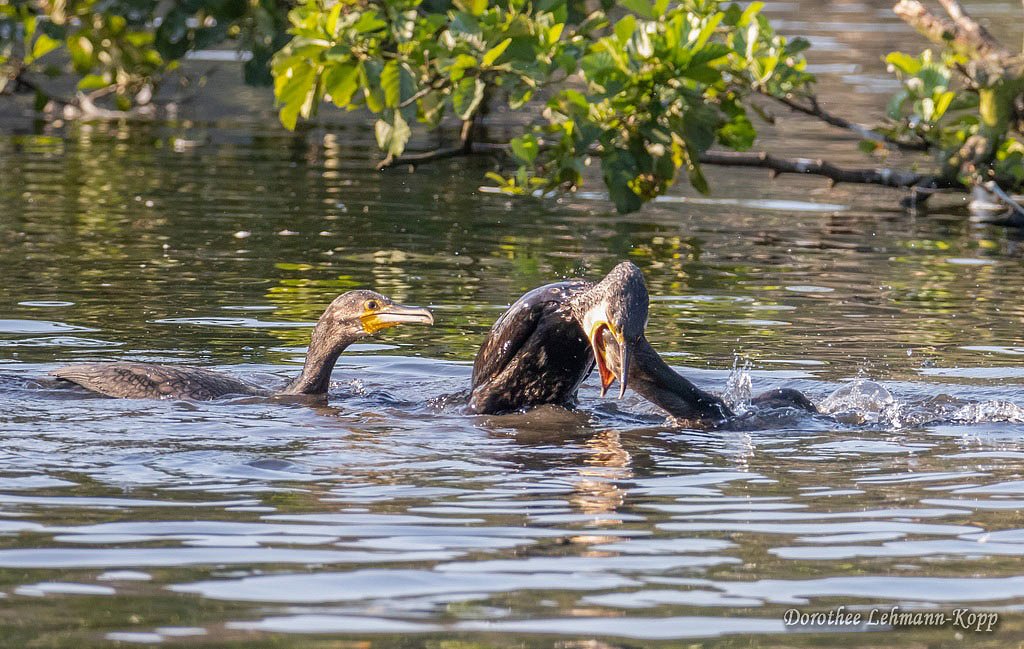 Kormoran