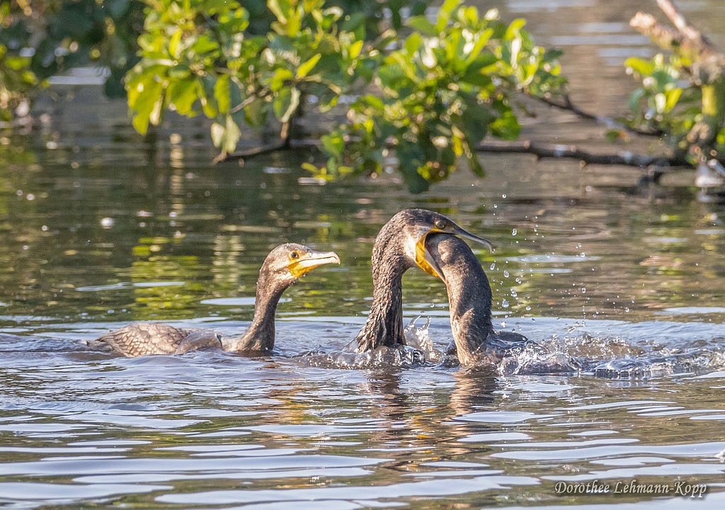 Kormoran