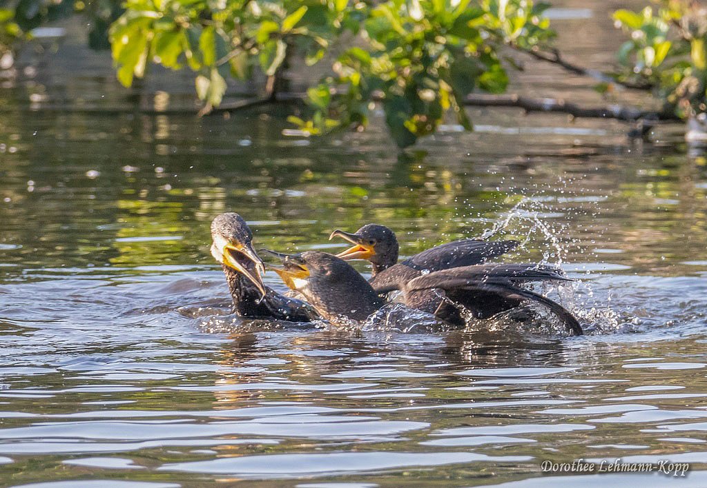 Kormoran