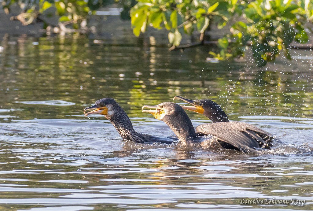 Kormoran