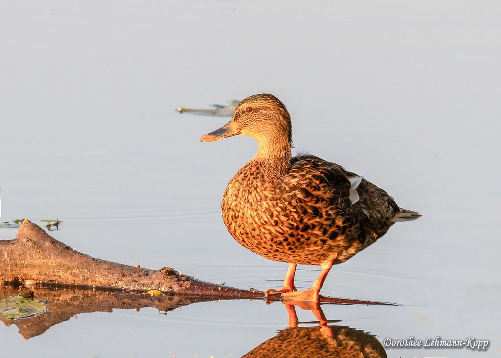 Stockente