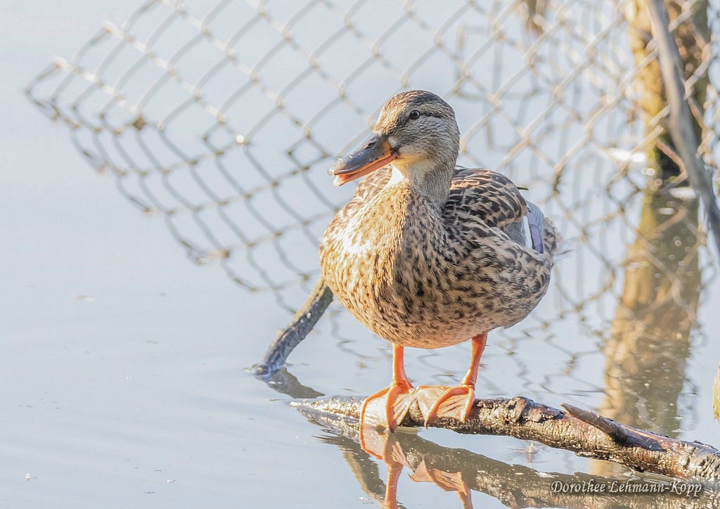 Stockente