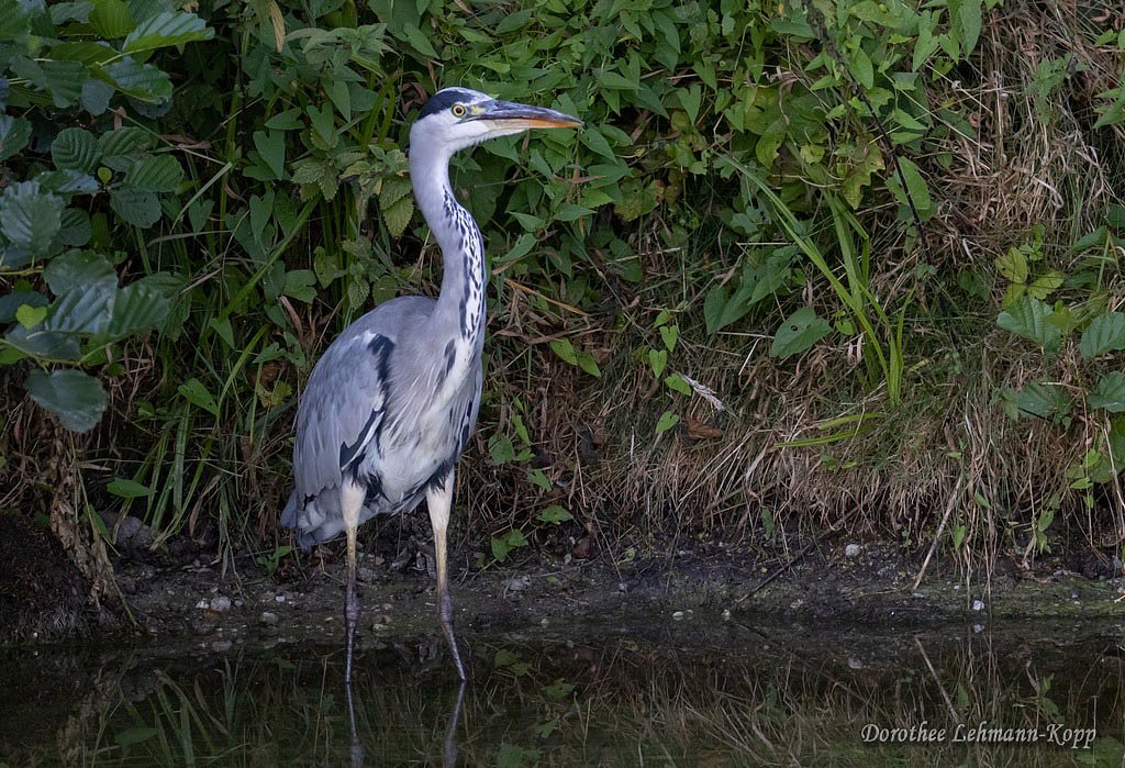 Graureiher adult