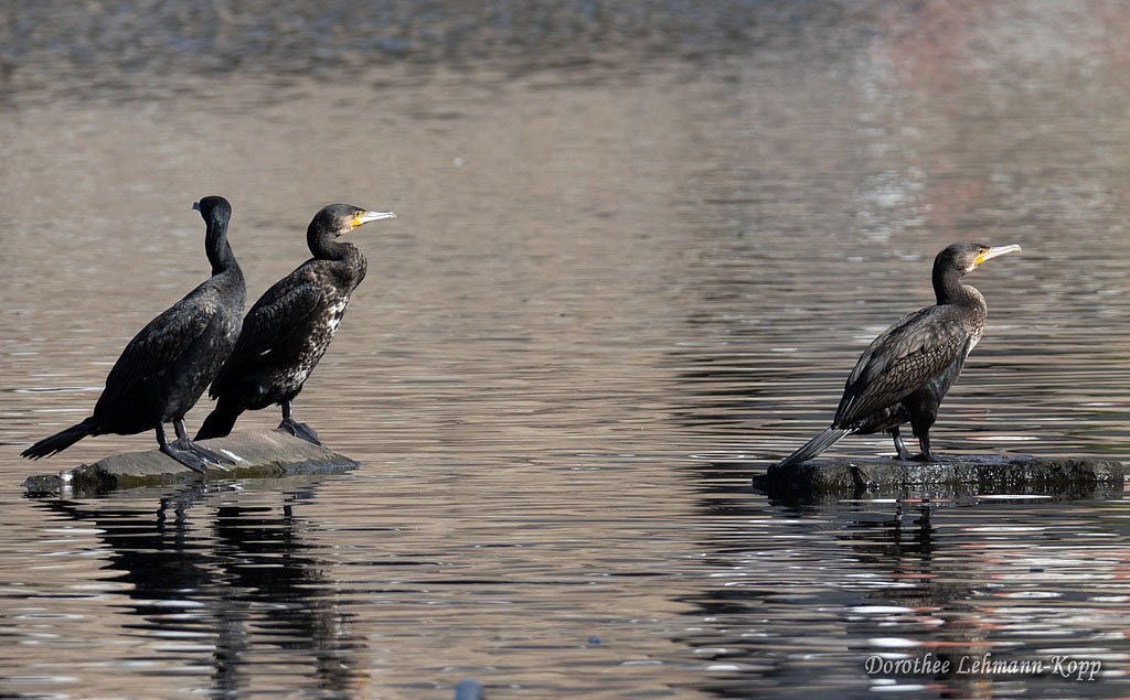 Kormoran