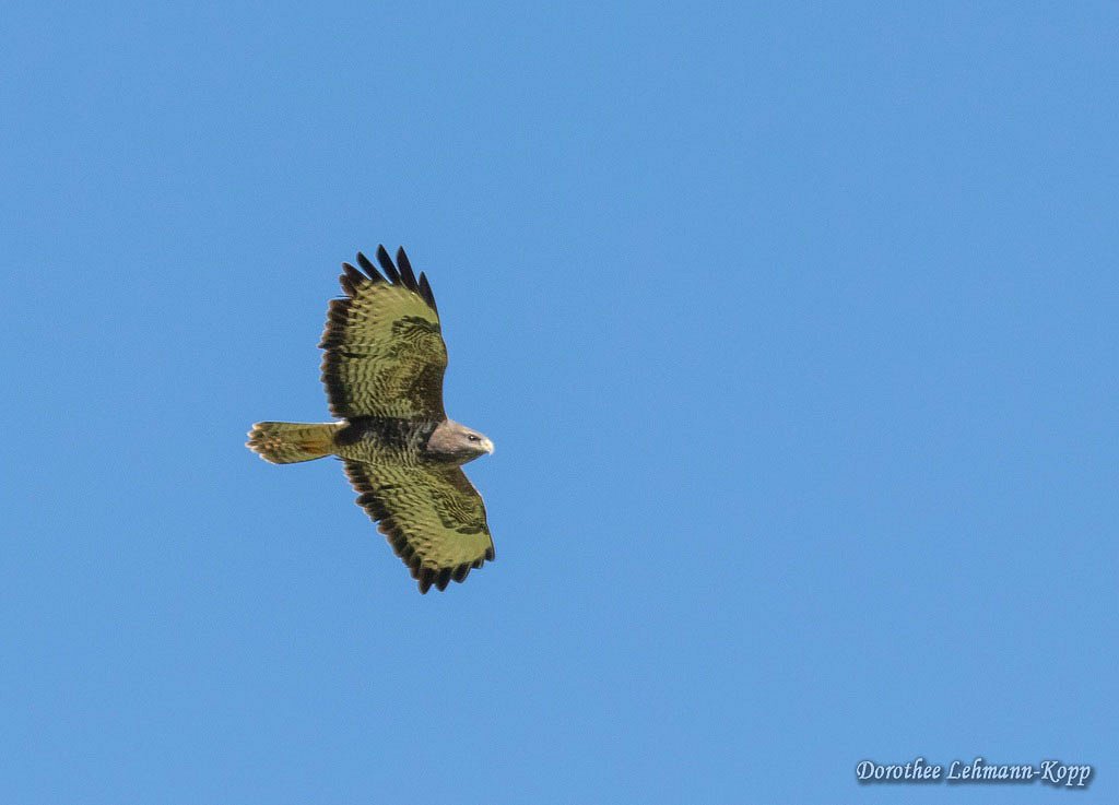 Maeusebussard
