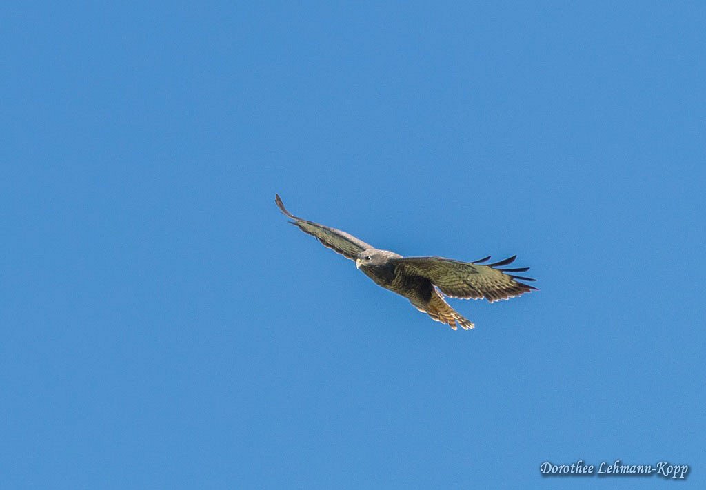 Maeusebussard