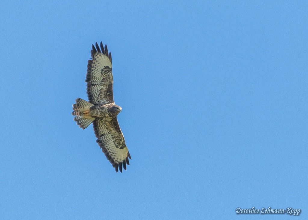 Maeusebussard