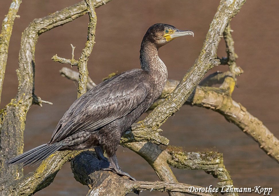 Kormoran