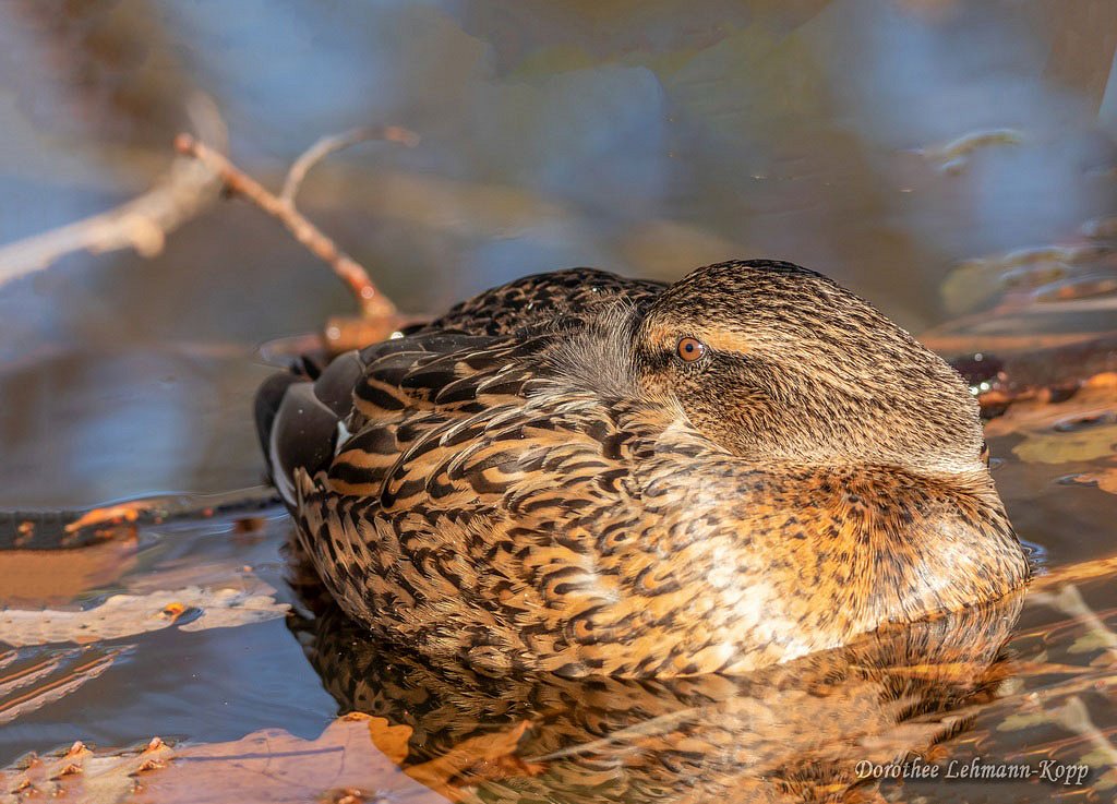 Stockente w