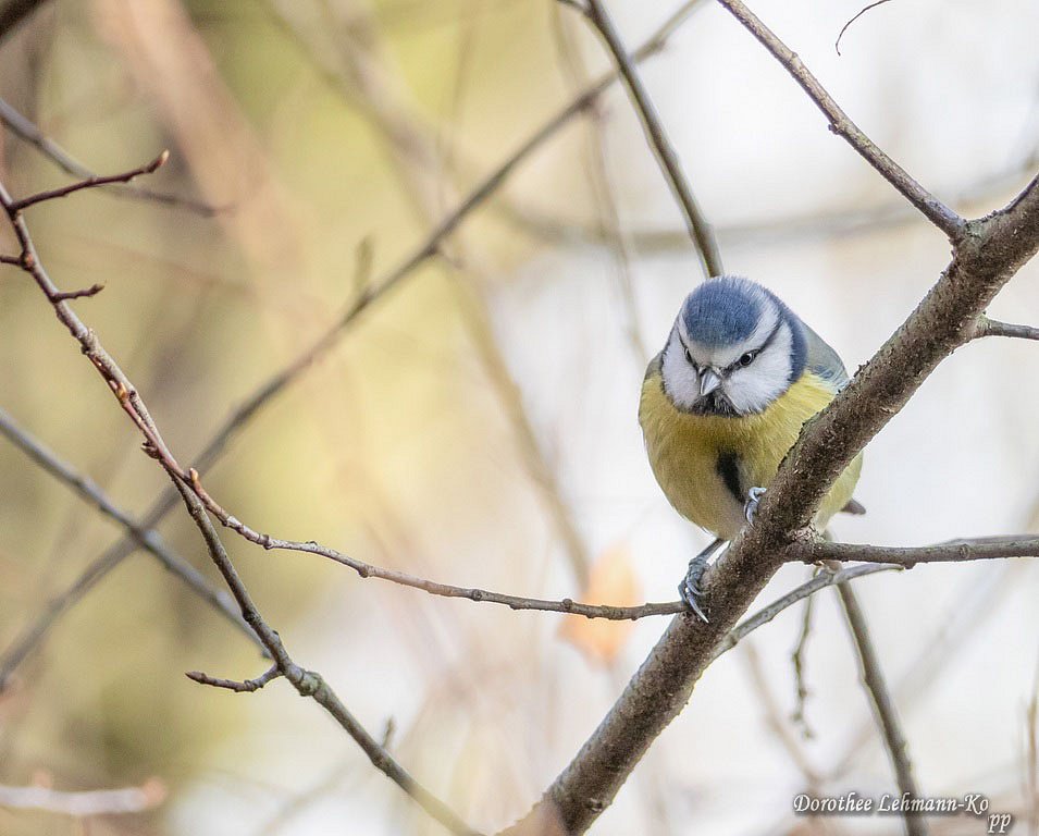 Blaumeise