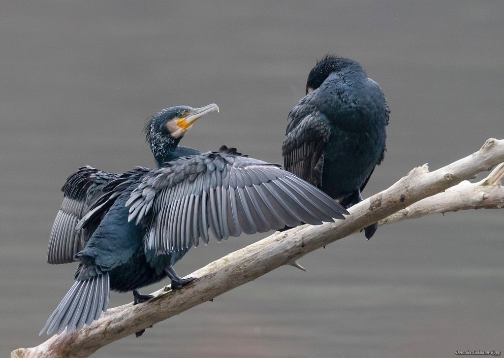 Kormoran