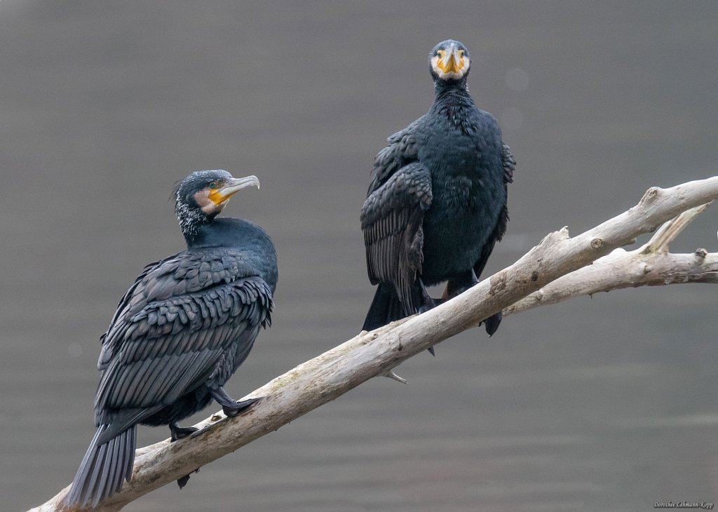 Kormoran