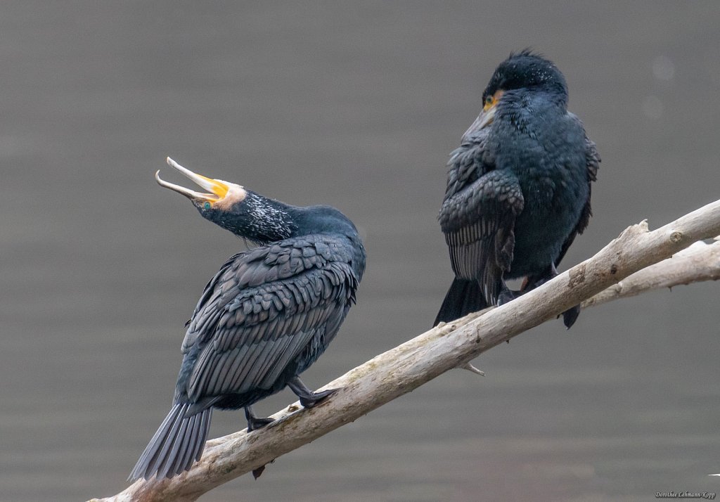 Kormoran