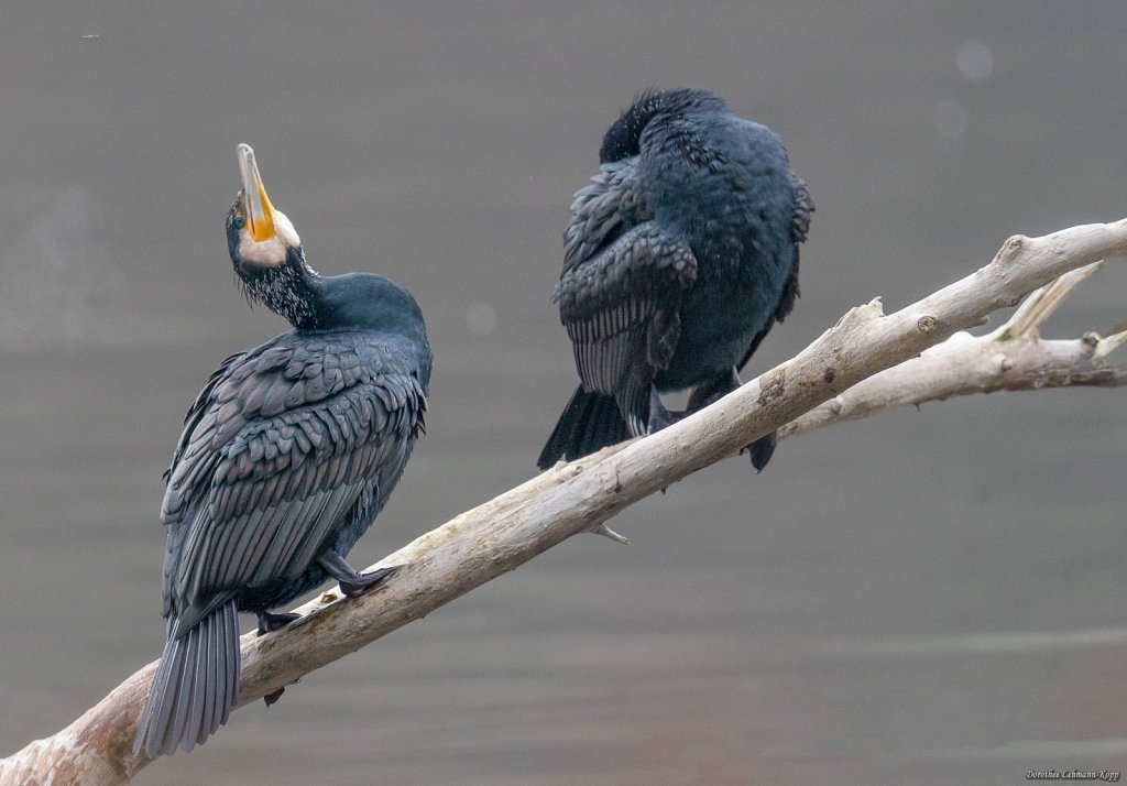 Kormoran
