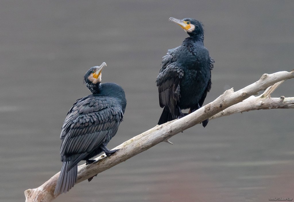 Kormoran