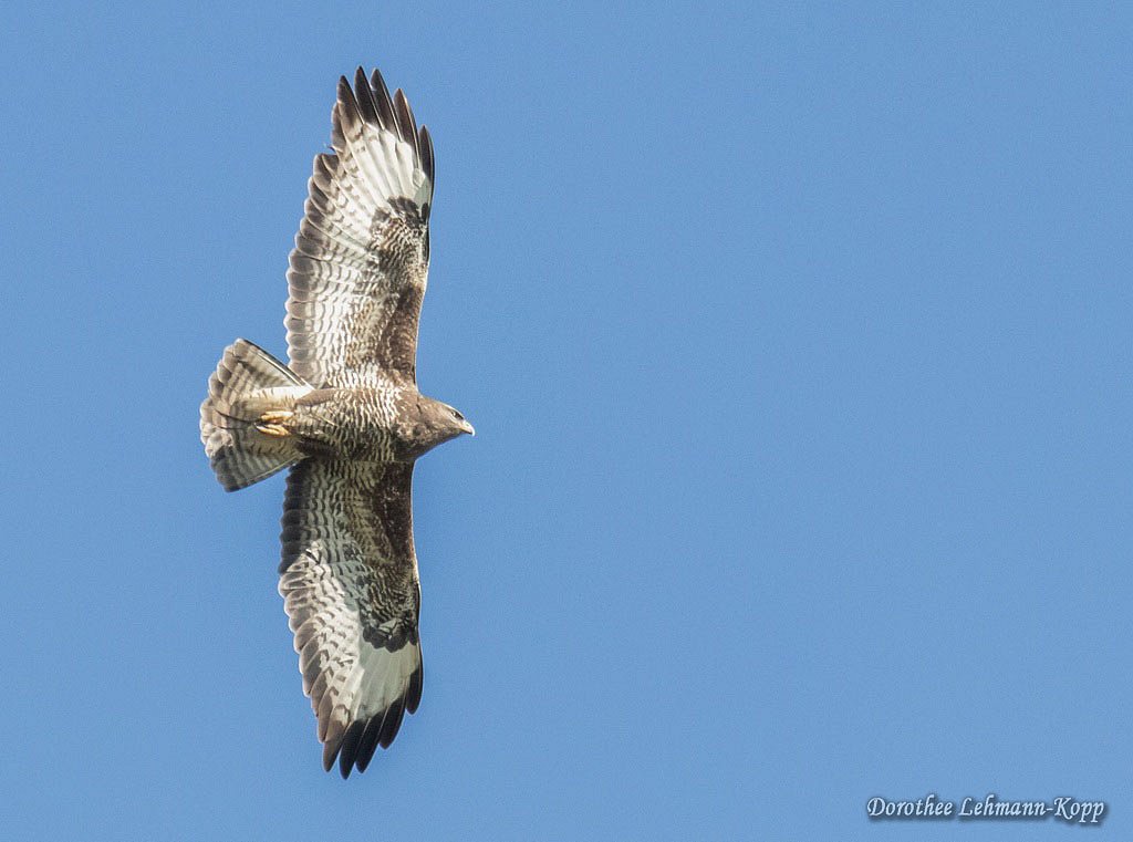 Maeusebussard