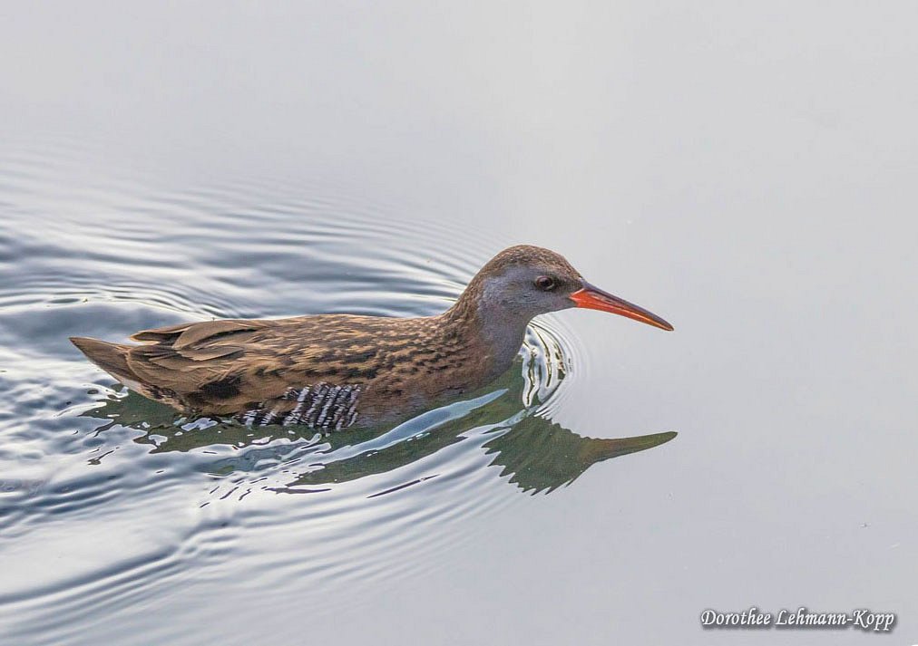 Wasserralle