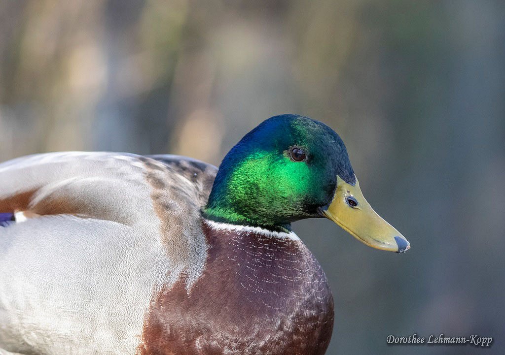 Stockente