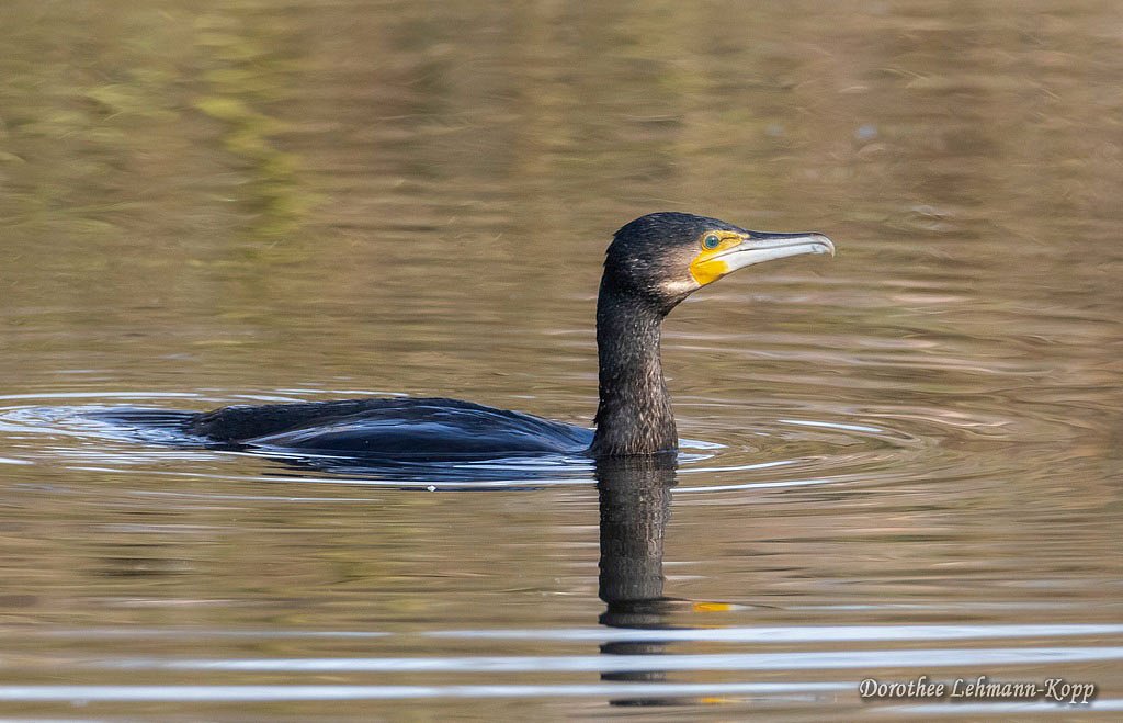 Kormoran