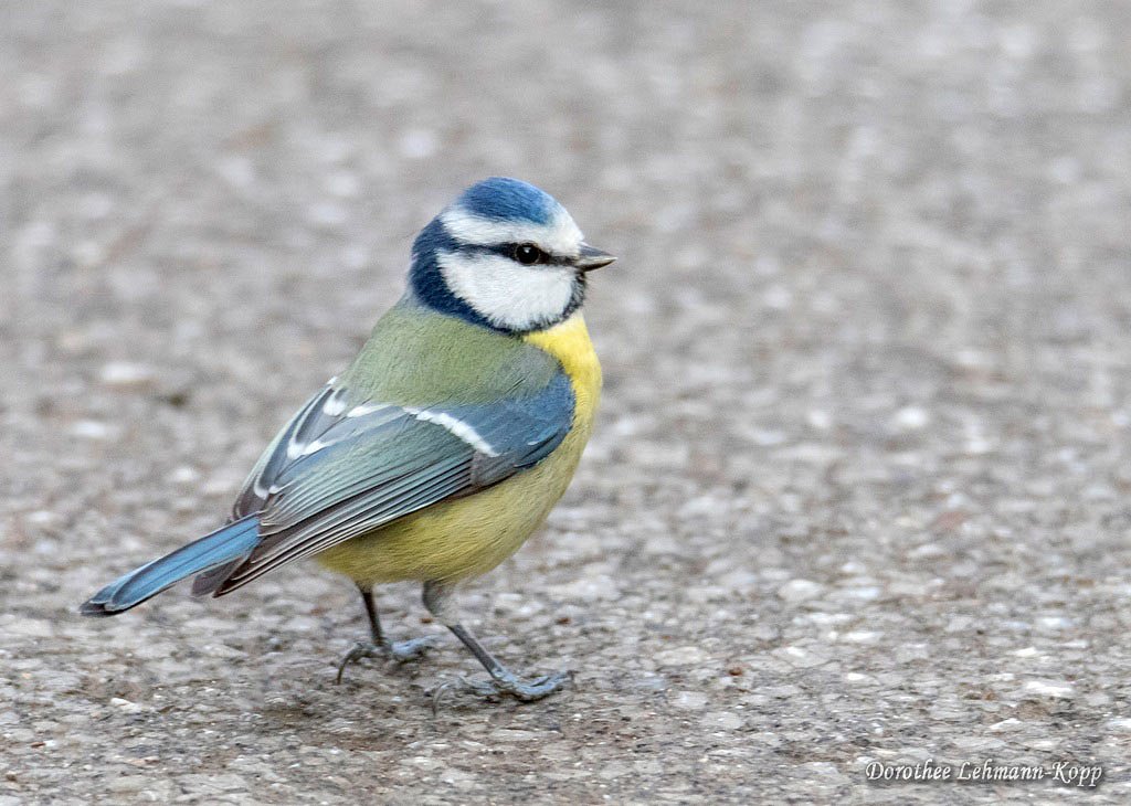 Blaumeise