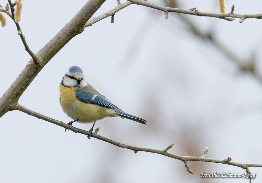 Blaumeise