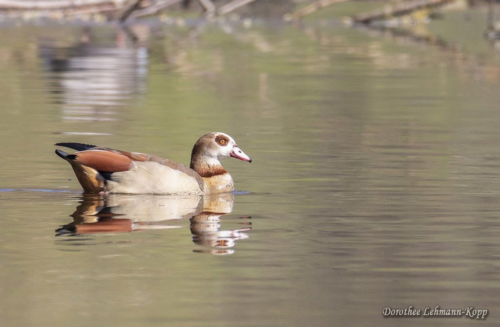 Nilgans