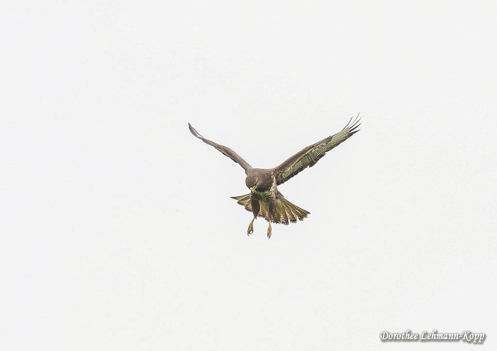 Maeusebussard