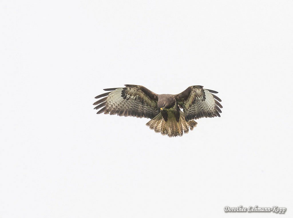Maeusebussard