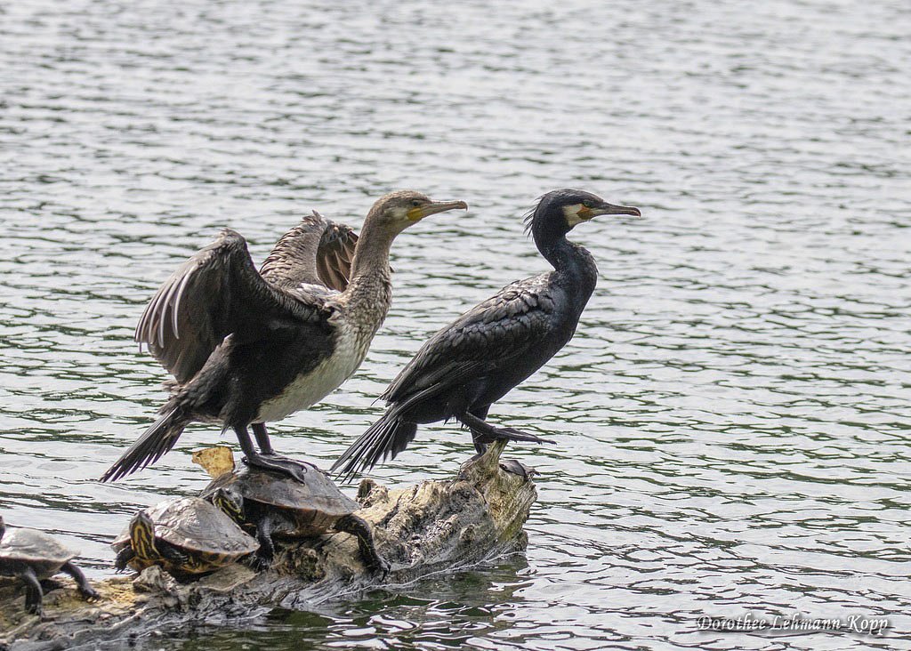 Kormoran