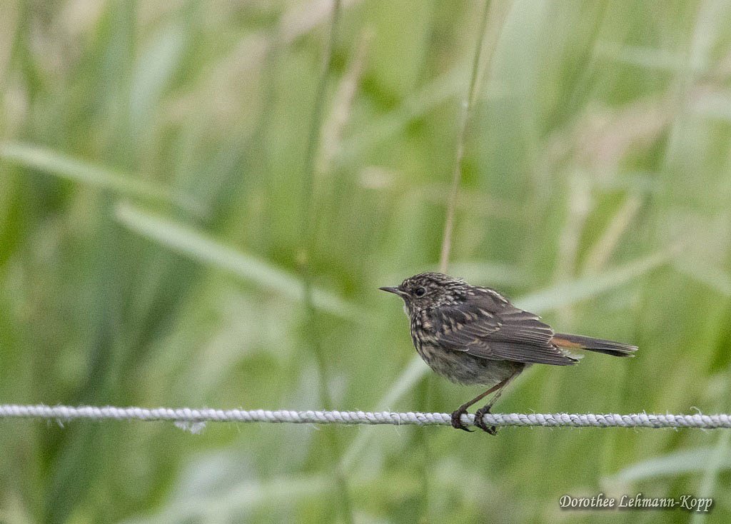 Blaukehlchen juv, Belegbild