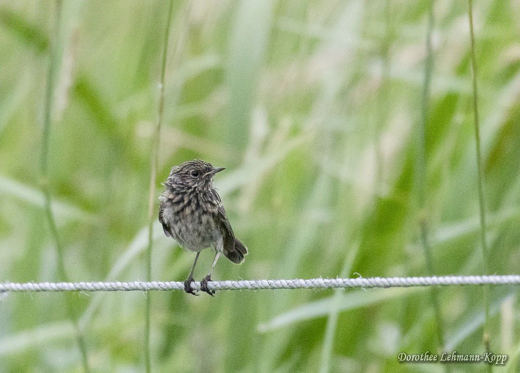 Blaukehlchen juv, Belegbild