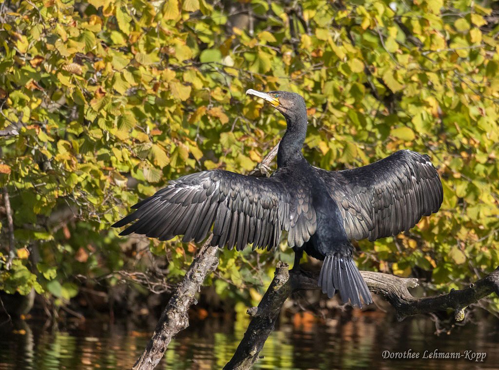 Kormoran