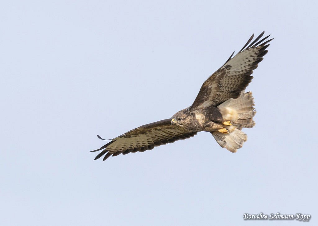 Maeusebussard