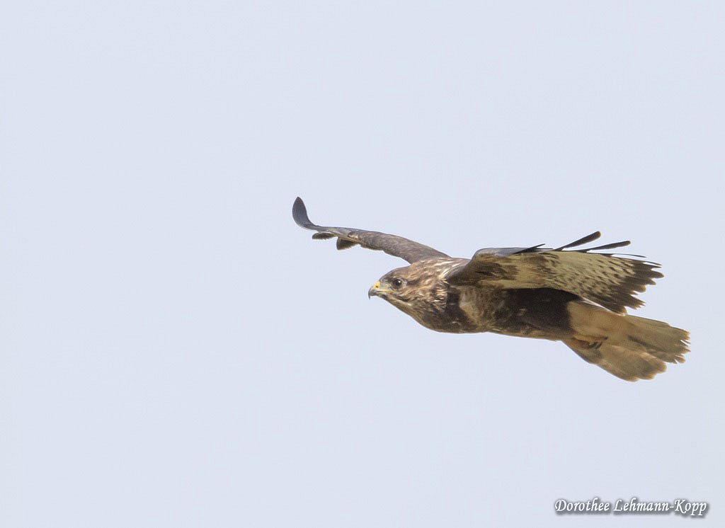 Maeusebussard