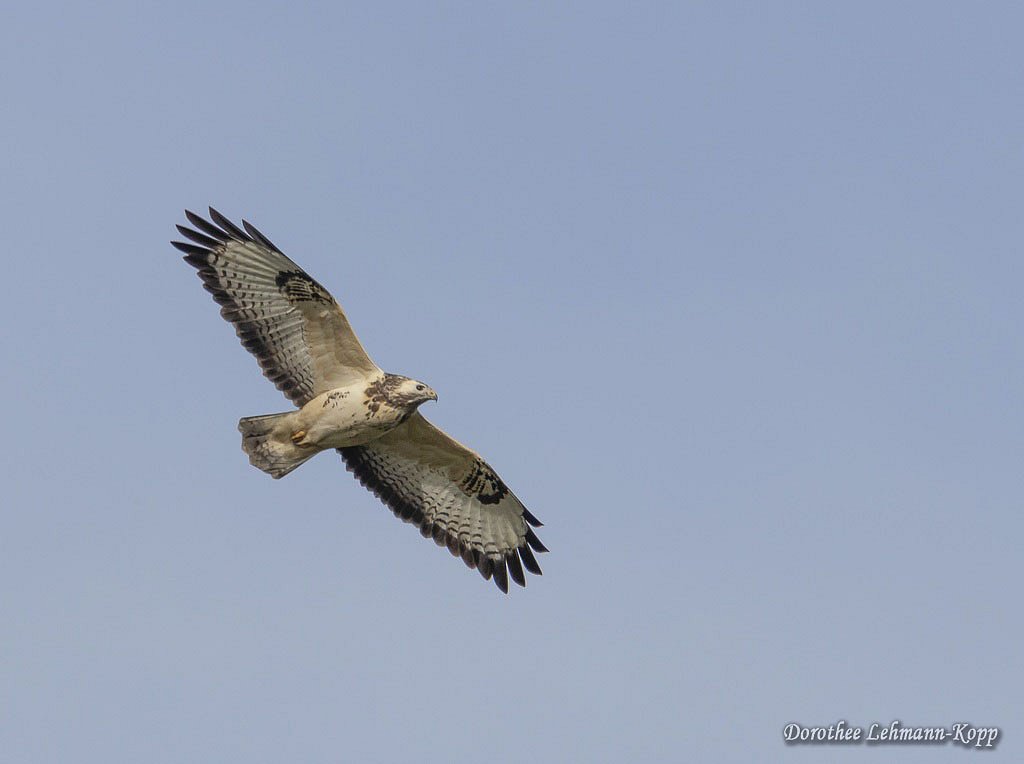 Maeusebussard