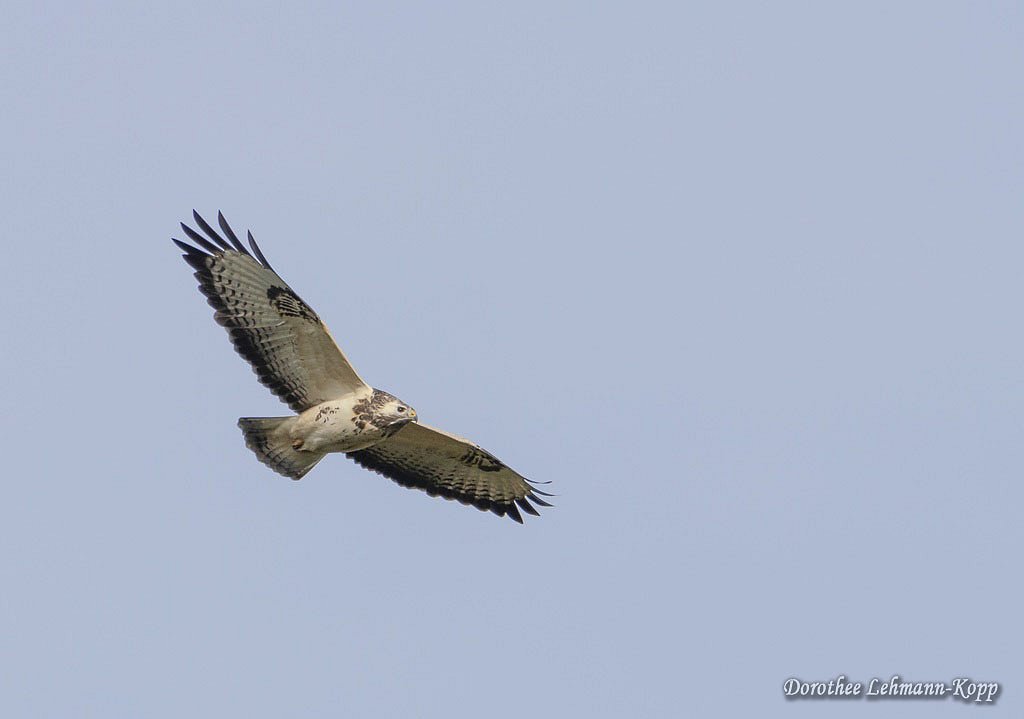 Maeusebussard