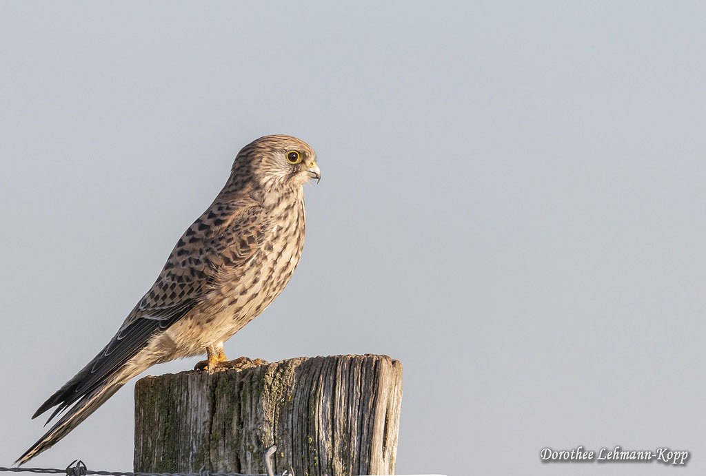 Turmfalke w 