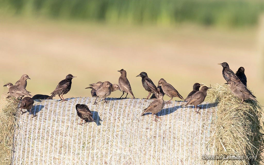 Stare juv + adult